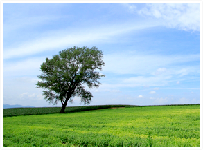 バレルの再利用イメージ